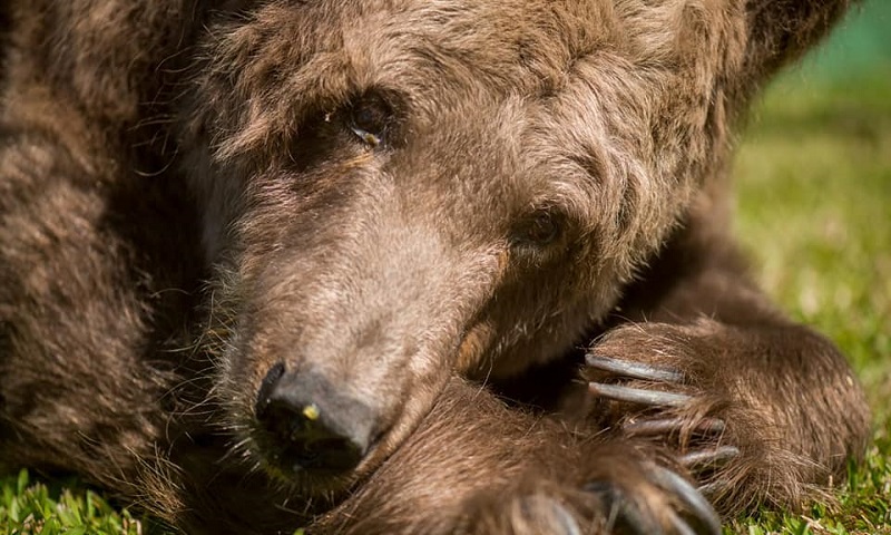 Morre “a ursa mais triste do mundo”, que sofreu anos em circos e no ano passada foi levada para um santuário