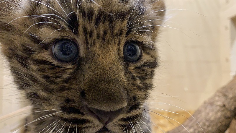Nascem em cativeiro dois filhotes de leopardo Amur, subespécie praticamente dizimada na natureza