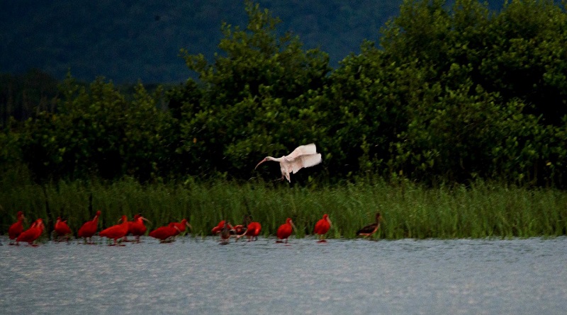 Pesquisadores encontram ave raríssima, nunca vista antes no litoral do Paraná: um guará branco