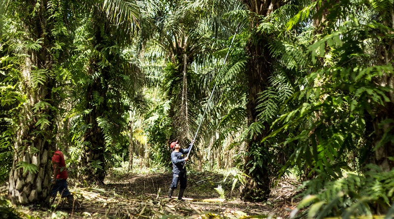 Produtores de óleo de palma do Peru assinam compromisso pelo desmatamento zero
