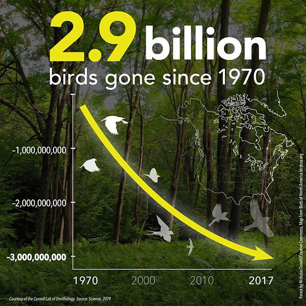 2,9 milhões de aves desapareceram dos Estados Unidos e Canadá nos últimos 50 anos