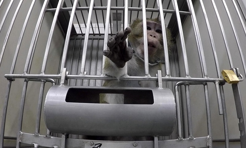 Imagens chocantes mostram tortura e crueldade em testes com animais em laboratório alemão