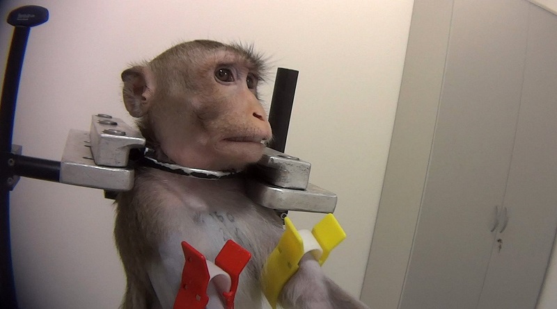 Imagens chocantes mostram tortura e crueldade em testes com animais em laboratório alemão 