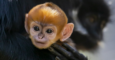 Macaco de espécie raríssima, criticamente ameaçada de extinção, nasce em zoológico na Austrália