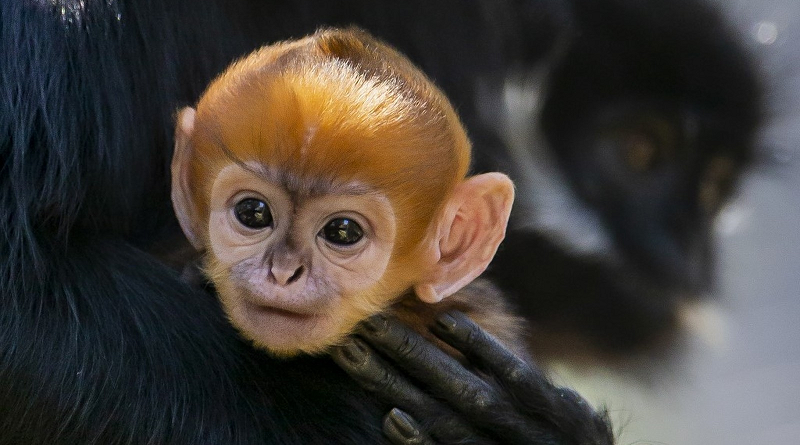 Celebração com o nascimento de um macaco-negro-de-sulawesi