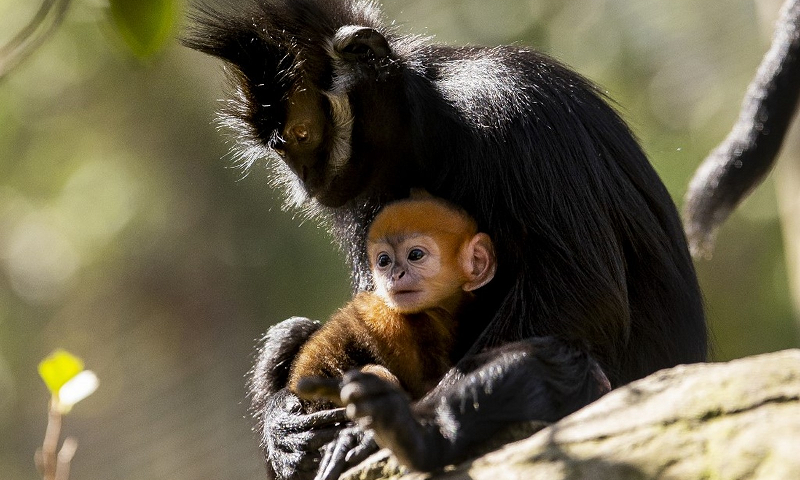 Macaco de espécie raríssima, criticamente ameaçada de extinção, nasce em zoológico na Austrália 