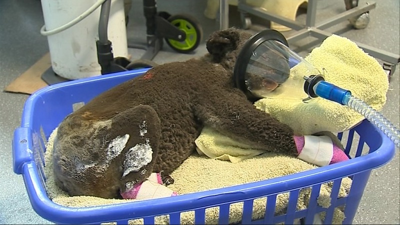 Australiana, que resgatou coala em meio a chamas e emocionou o mundo, se reencontra com animal no hospital