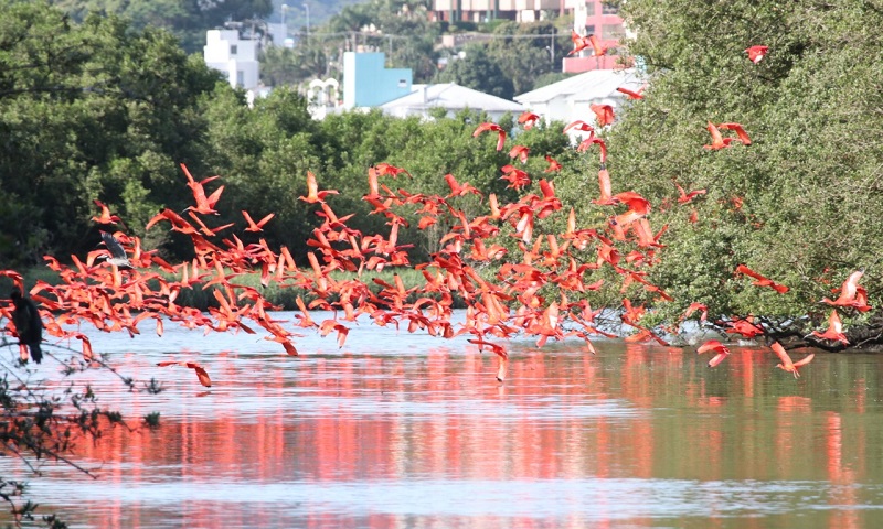 Depois de mais de dois séculos, guarás reaparecem em manguezais de Florianópolis 