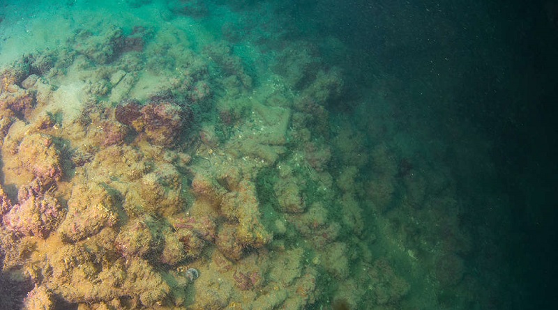 Expedição revela impacto invisível da contaminação do óleo nos recifes de corais do litoral nordestino