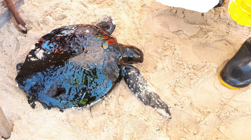 Já são mais de 80 animais mortos pela contaminação de óleo no litoral nordestino 