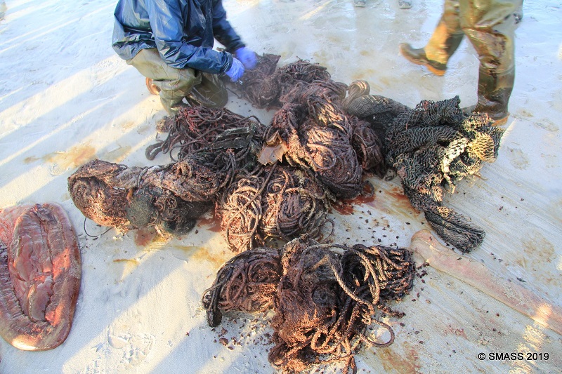 Baleia achada morta na Escócia tinha 100 kg de plástico e redes de pesca no estômago