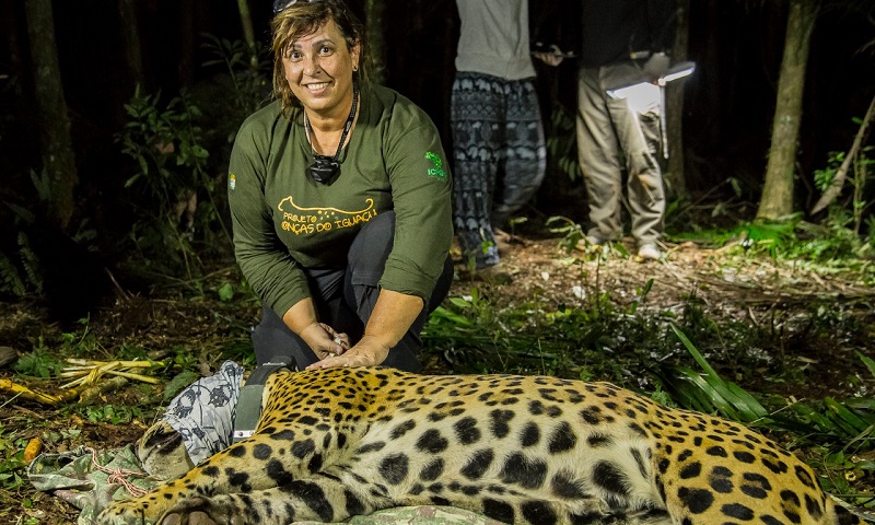 Bióloga do Projeto Onças do Iguaçu ganha prêmio internacional pela conservação da fauna silvestre na América Latina 