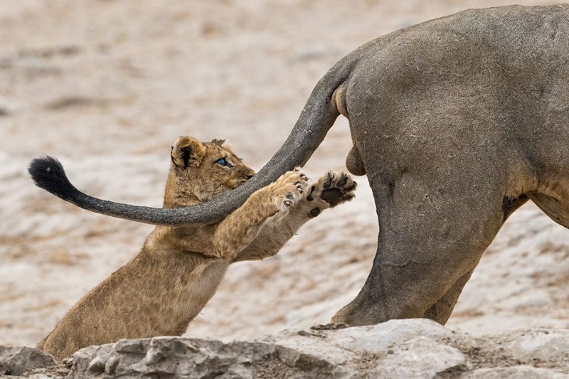 Comedy Wildlife Photography Awards: concurso fotográfico alia bom humor à proteção animal