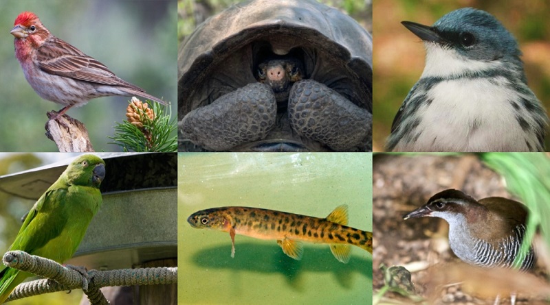 Em 2019, dez espécies de animais provam que a natureza consegue se recuperar se o ser humano cooperar