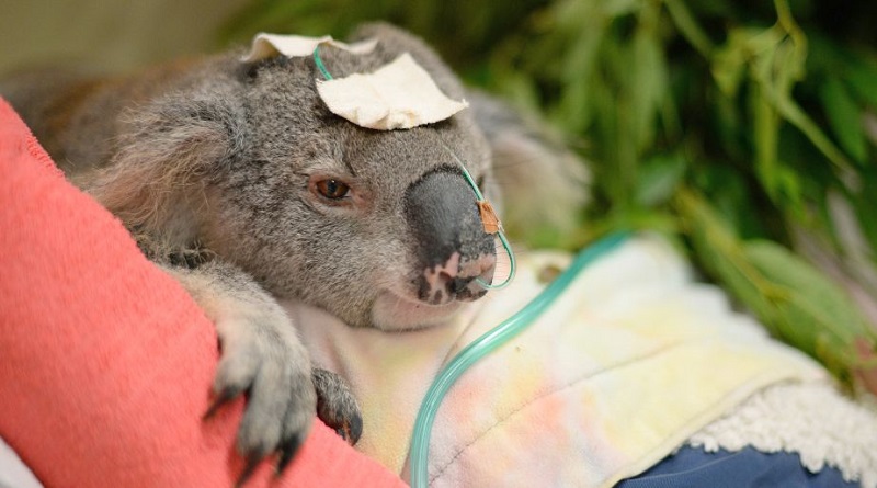Já passa de um mil o número de coalas mortos por causa de incêndios florestais na Austrália