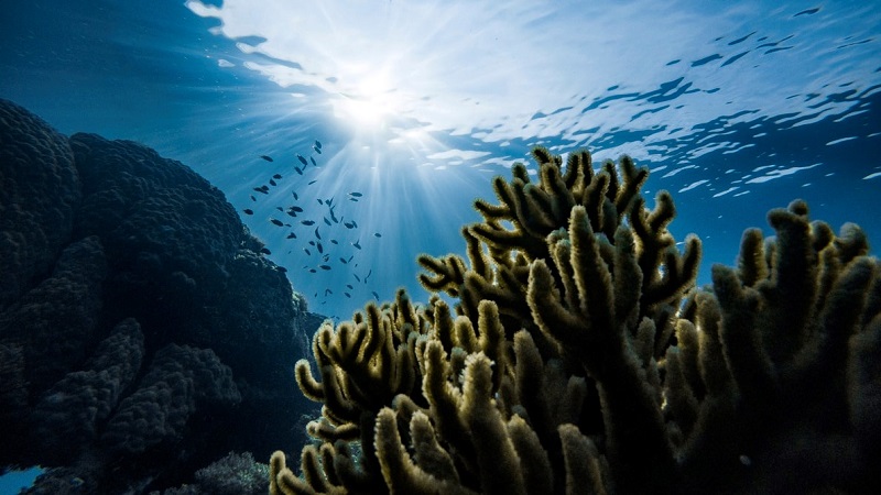 Oceanos estão perdendo oxigênio como nunca antes na história