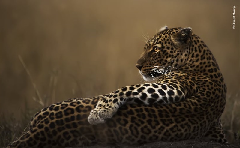 Wildlife Photographer of the Year: é a vez do público escolher sua imagem favorita! 