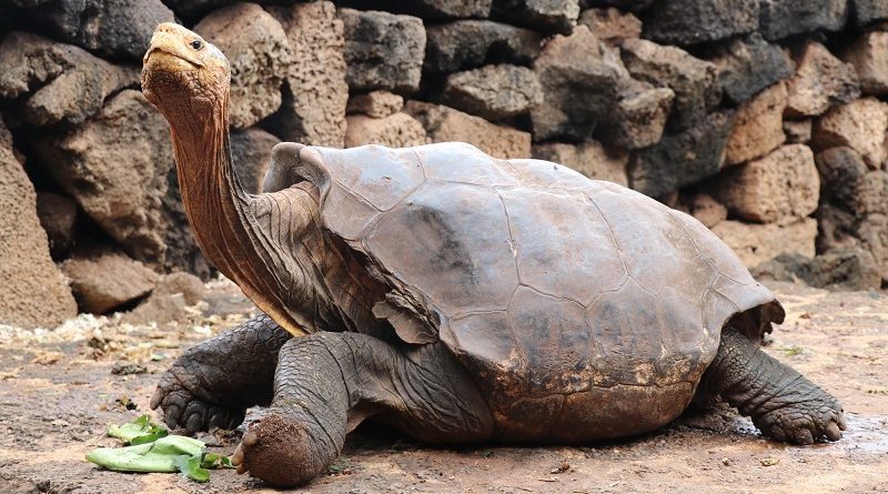 A desconhecida e ameaçada 'Galápagos' da Europa - BBC News Brasil