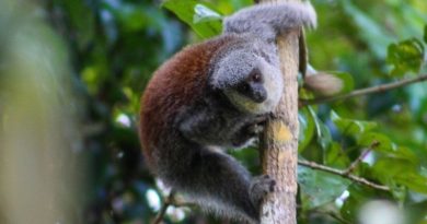 Celebração com o nascimento de um macaco-negro-de-sulawesi