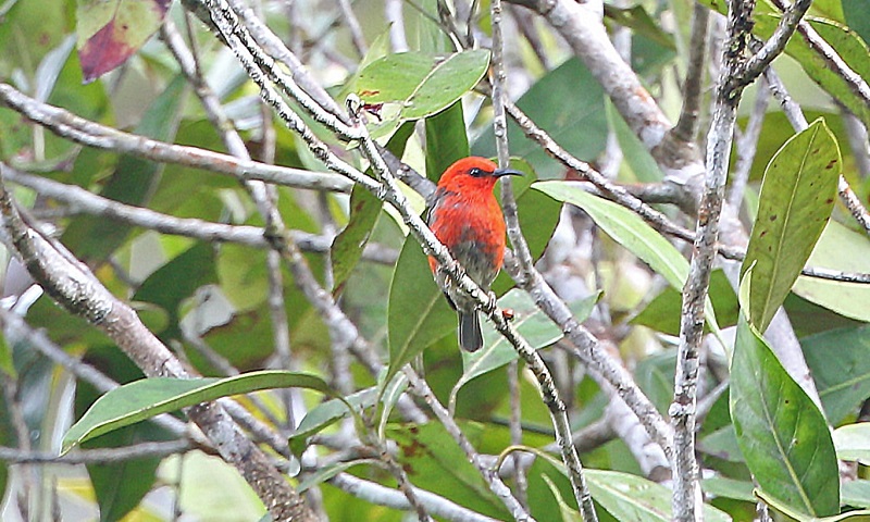 Dez novas espécies de aves são encontradas em ilhas remotas da Indonésia, na maior descoberta do século nessa área