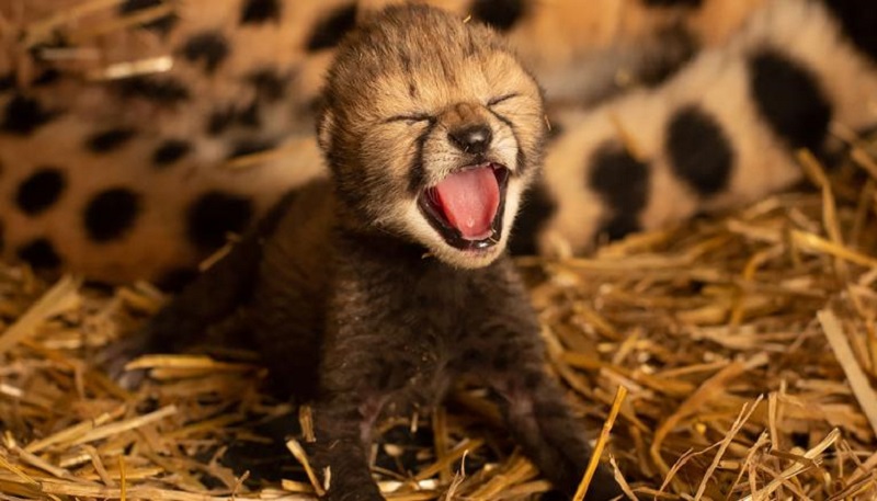 Dois filhotes de guepardo são os primeiros do mundo a nascer através de fertilização in vitro