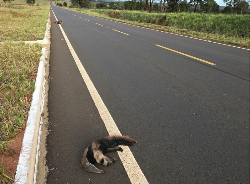 Com audição ruim e movimentos lentos, tamanduá-bandeira é uma das principais vítimas de atropelamentos no Cerrado