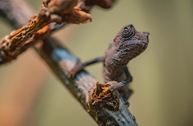 Zoológico inglês comemora nascimento de três minúsculos filhotes de camaleão pigmeu