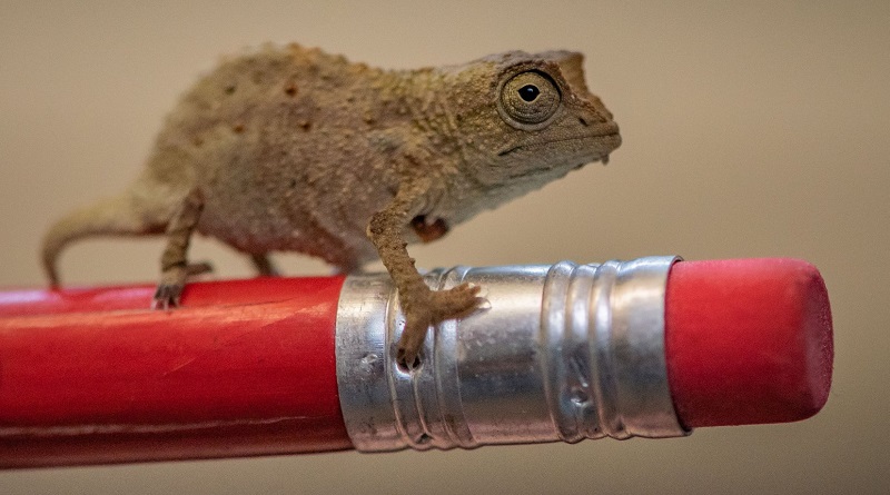 Zoológico inglês comemora nascimento de três minúsculos camaleões pigmeus