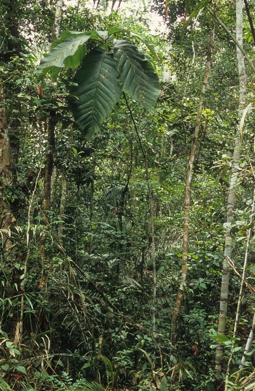 Coccoloba gigantifolia: árvore da Amazônia com folha gigante é descrita pela ciência 