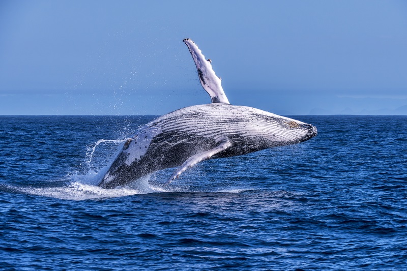 baleias 