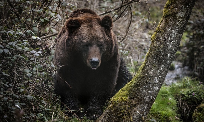 Por causa do inverno mais quente, ursos estão hibernando menos e quando acordam, não encontram alimentos