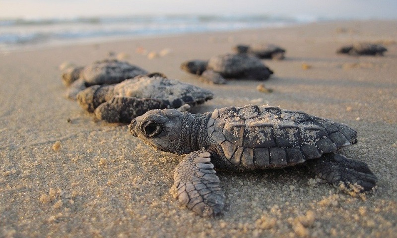 Censo aponta aumento de filhotes de tartaruga no sul da Bahia 
