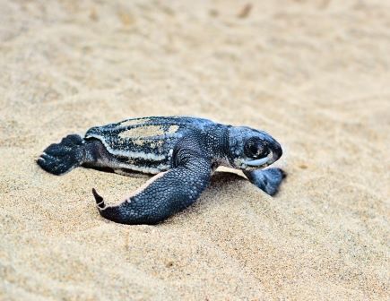 Quarentena está ajudando a reprodução da maior das espécies de tartarugas marinhas, ameaçada de extinção 