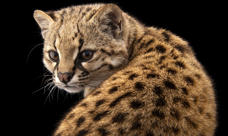 Fotógrafo Joel Sartore clica imagem 10 mil para arquivo digital de animais que podem ser extintos
