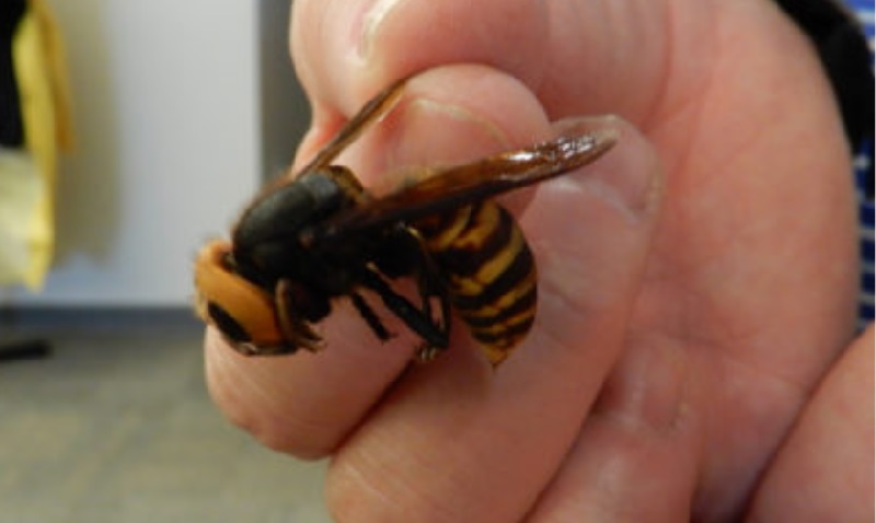 Cientistas alertam sobre aparecimento de 'vespa gigante assassina' nos Estados Unidos 