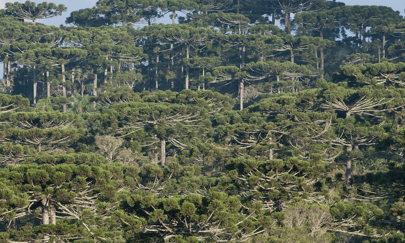 Projeto de lei ameaça sobrevivência da Floresta com Araucária do Brasil