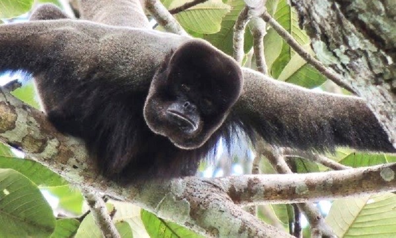 Aumento do desmatamento pode levar à extinção do macaco-barrigudo na Amazônia