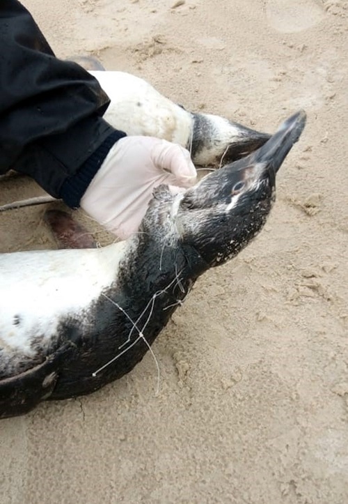 Dezenas de pinguins aparecem mortos na litoral de Santa Catarina