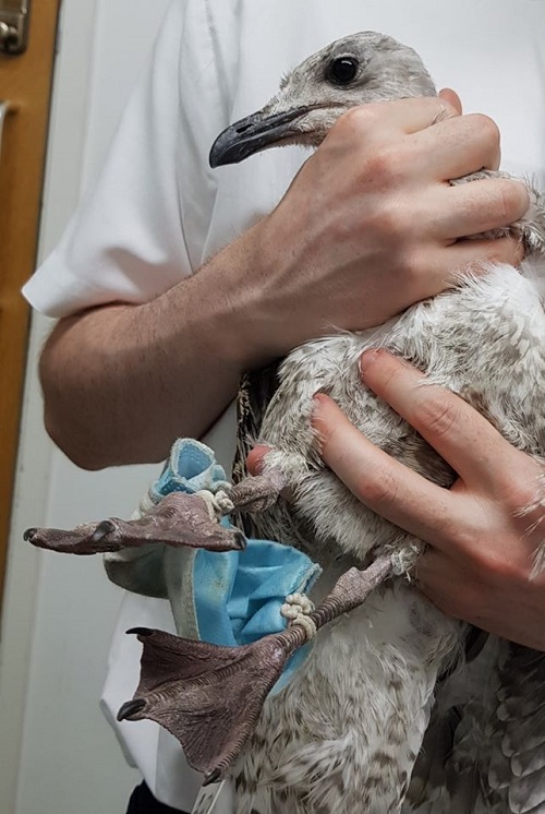 Gaivota com máscara presa nas patas é resgatada na Inglaterra