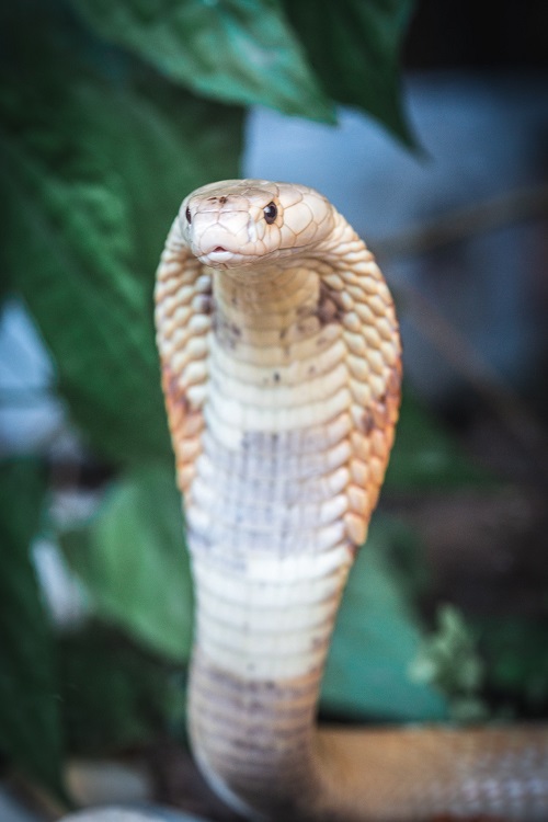 Cobras exóticas dos EUA são encontradas em casa no interior de SP