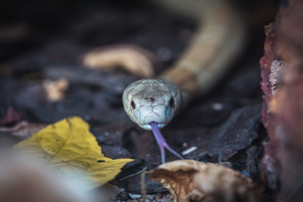 Sem soro no Brasil, serpente apreendida no Distrito Federal pode ser  sacrificada, Brasil