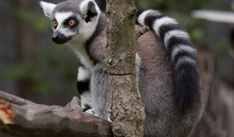 Quase 30% das espécies de lemur de Madagascar estão agora criticamente ameaçadas de extinção 