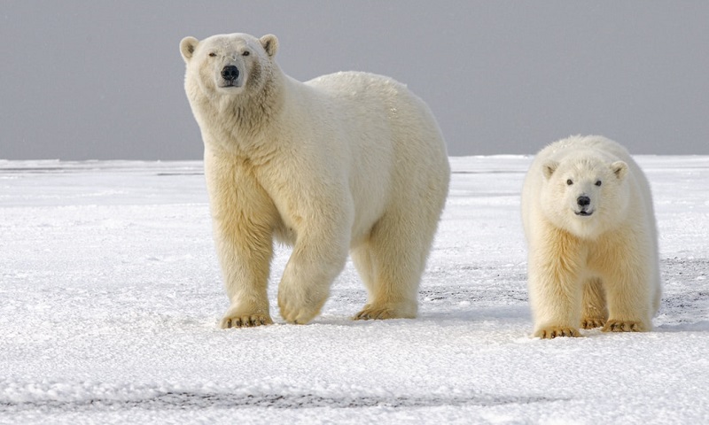Degelo do Ártico pode fazer com que urso polar seja extinto até 2100