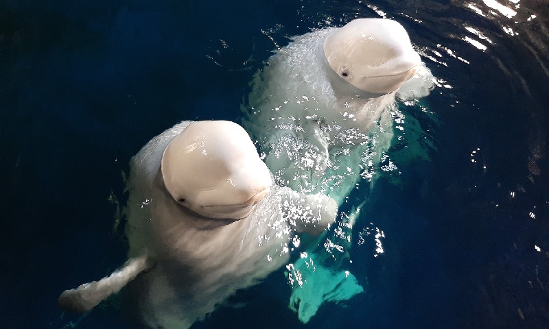 Após dez anos em aquário na China, baleias belugas são soltas nas águas de santuário na Islândia