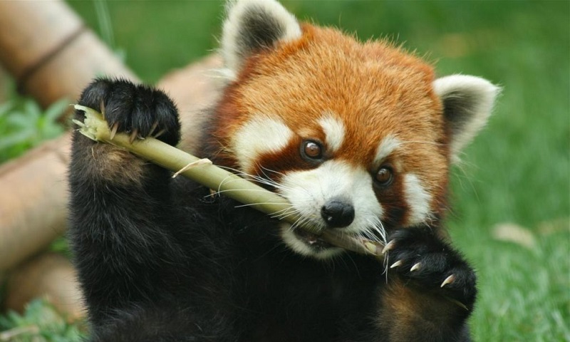 Nascem em zoológico americano dois filhotes de panda vermelho, espécie em risco de extinção