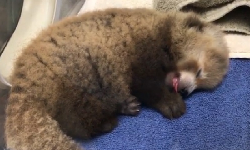 Nascem em zoológico americano dois filhotes de panda vermelho, espécie em risco de extinção