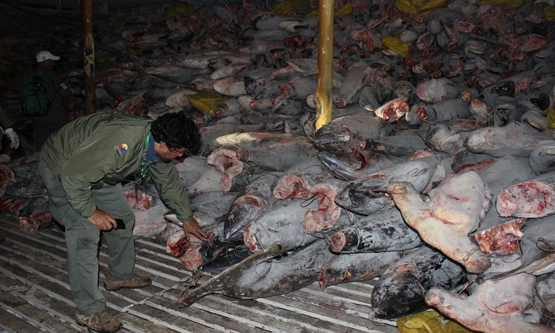Navios pesqueiros chineses ameaçam biodiversidade de Galápagos