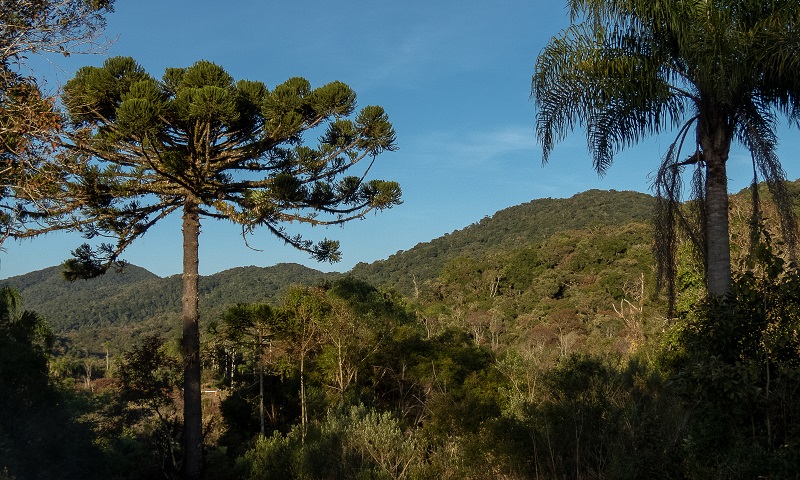 Parque Estadual das Lauráceas, maior Unidade de Conservação de Proteção Integral do Paraná, é vítima de crimes ambientais