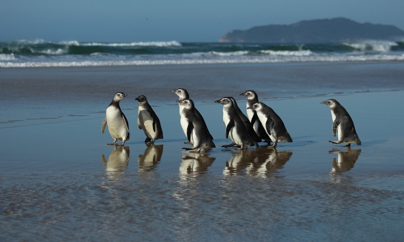 Depois de resgatados em praias catarinenses, dezenas de pinguins são soltos no mar para seguir viagem até a Patagônia