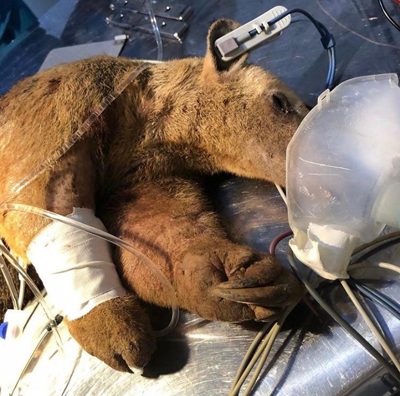 Ao tentar fugir de queimada, filhote de tamanduá-mirim é atropelado, mas passa por cirurgia bem-sucedida em Rondônia